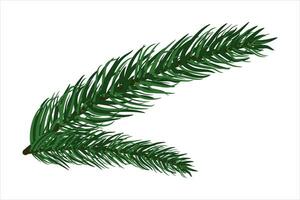 Spruce branch drawn by hand. Christmas tree branch isolated on a white background. vector