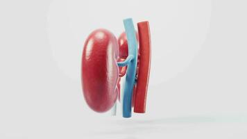 Loop animation of kidney and health care concept, 3d rendering. video