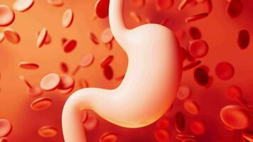 Human stomach and blood background, 3d rendering. video