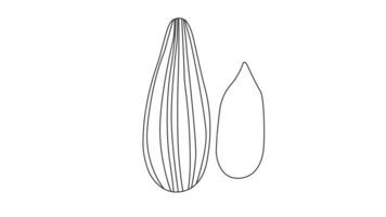 animated sketch of the sunflower seeds icon video