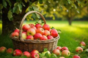 Apples and leaves in a basket in the garden, Generative AI. photo