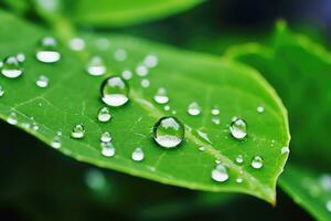 Water droplets on green leaf, Generative AI. photo