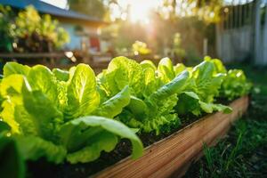 Lettuce in the house family salad garden, Generative AI. photo