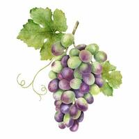 A bunch of grapes with leaves. Grape vine. Watercolor illustrations. Isolated. For the design of labels of wine, grape juice and cosmetics, wedding cards, stationery, greetings, wallpaper, invitations vector