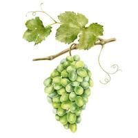 A bunch of grapes with leaves. Grape vine. Watercolor illustrations. Isolated. For the design of labels of wine, grape juice and cosmetics, wedding cards, stationery, greetings, wallpaper, invitations vector