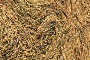 Straw background, closeup shot photo