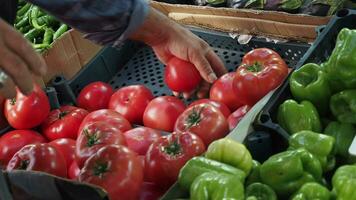 Farmer men hands in apron holding heap fresh ripe tomatoes. video