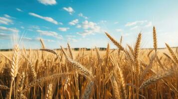 Wheat field ears golden wheat against a blue sky. wallpaper. AI generative photo