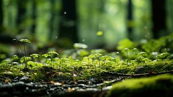 Moss Macro Nature a cluster of bright green plants grows on moss in a forest. AI generative photo
