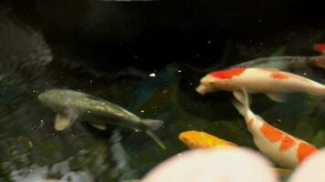 Koi fish in the pond. still a little because just started. video