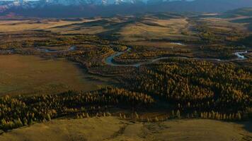 Kurai estepa, Chuya río, amarillo alerces y montañas a puesta de sol en otoño. aéreo vista. altai montañas, Rusia. revelar Disparo video