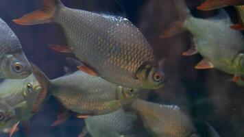 Aquarium fish in water close up video