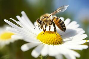 Bee and flower. Close up of a bee collecting honey on a daisy flower on a sunny day. Generative AI photo