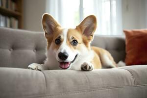 Beautiful, smart, calm purebred corgi dog lying on on sofa in living room. Generative AI photo