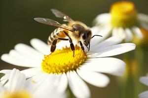 Bee and flower. Close up of a bee collecting honey on a daisy flower on a sunny day. Generative AI photo