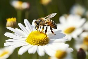 Bee and flower. Close up of a bee collecting honey on a daisy flower on a sunny day. Generative AI photo