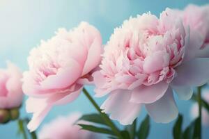 Beautiful pink large flowers peonies on a light blue turquoise background. Generative AI photo