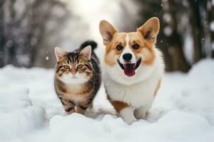 Cute fluffy corgi and cat walking on snowy road in winter park or forest. Funny friends dog and kitten. Adorable pets outside. AI Generated photo