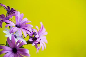 hermosa blanco y púrpura osteospermum flores en verde antecedentes foto