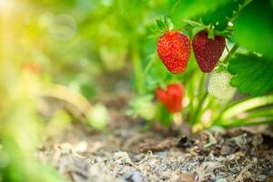 a bush of ripe red strawberries with leaves grows in the sun photo