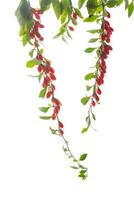 rama con maduro rojo goji baya en blanco antecedentes foto