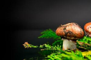 forest mushrooms with leaves, branches and fir trees on black background photo