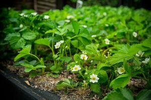 Strawberries bloom in the garden, blooming strawberries in the garden. photo