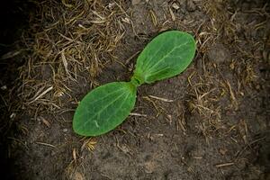 A young green sprout of zucchini grows in the ground. photo