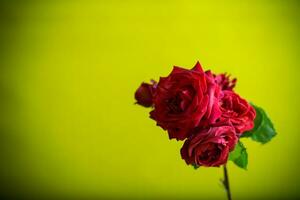 Flowers of beautiful blooming red rose on green background. photo