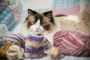 Colored threads, knitting needles and other items for hand knitting and a cute domestic cat Ragdoll photo