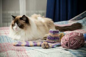 Colored threads, knitting needles and other items for hand knitting and a cute domestic cat Ragdoll photo