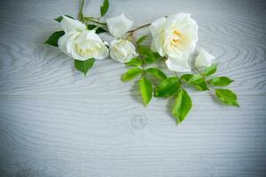 hermosa blanco verano rosas, en un de madera mesa foto