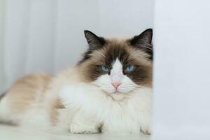 hermosa joven blanco de pura raza muñeca de trapo gato con azul ojos. foto