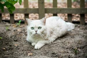 Adult cat breed Scottish chinchilla of light gray color, walks outdoors photo