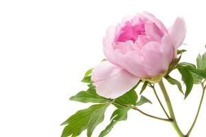 Beautiful big pink peony close-up on a white background. photo