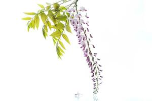 Branch of beautiful spring blooming Wisteria, isolated on white photo