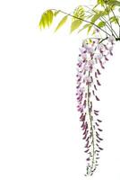 Branch of beautiful spring blooming Wisteria, isolated on white photo