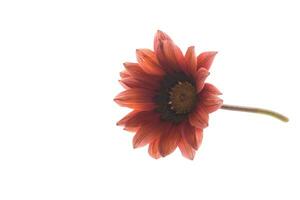 Beautiful red and yellow Gazania flowers on white background. photo