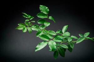 branch with green foliage of a climbing rose on a black background. photo