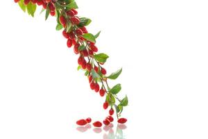 Branch with ripe red goji berry on white background photo