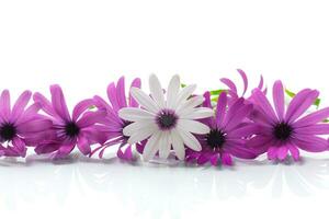 hermosa blanco y púrpura osteospermum flores en blanco antecedentes foto