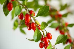 Branch with ripe red goji berry on grey background photo