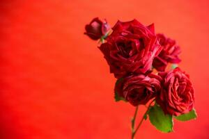 Flowers of beautiful blooming red rose on red background. photo