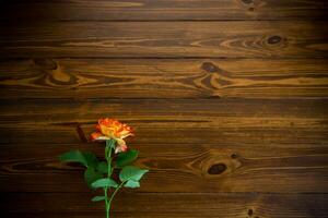 one red beautiful blooming rose on a wooden table photo