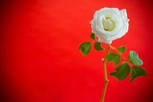 Beautiful blooming white rose flower on red background. photo