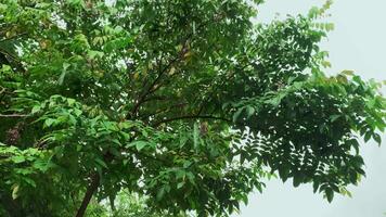 Estrela fruta árvore durante chuva. bambu árvores quando isto chuvas. video