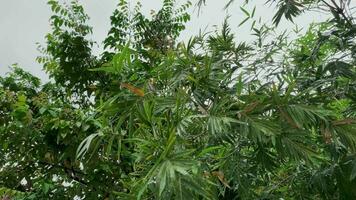 Star fruit tree during rain. Bamboo trees when it rains. video