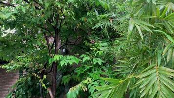 ster fruit boom gedurende regen. bamboe bomen wanneer het regent. video