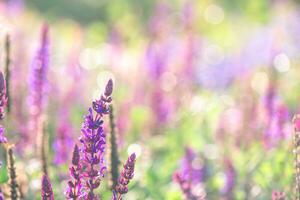 Beautiful purple sage flowers. natural background, meadow with flowers photo