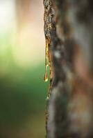 natural antecedentes. un hermosa soltar de resina en un pino árbol foto